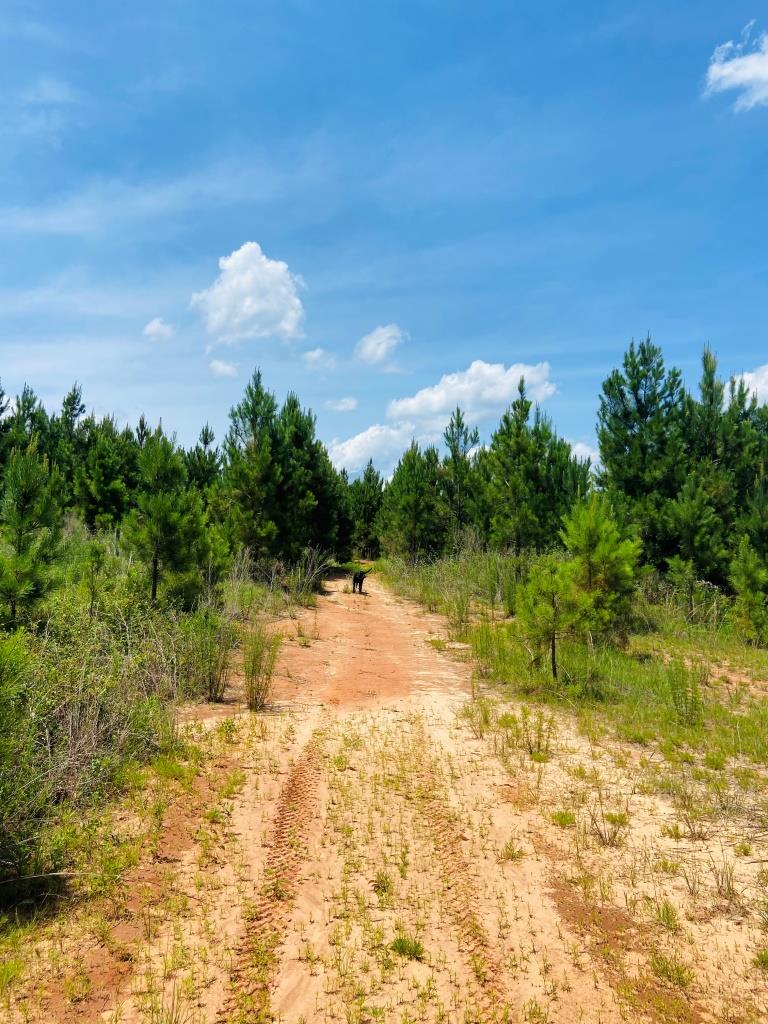 Holanna Creek Hunt Camp Photo