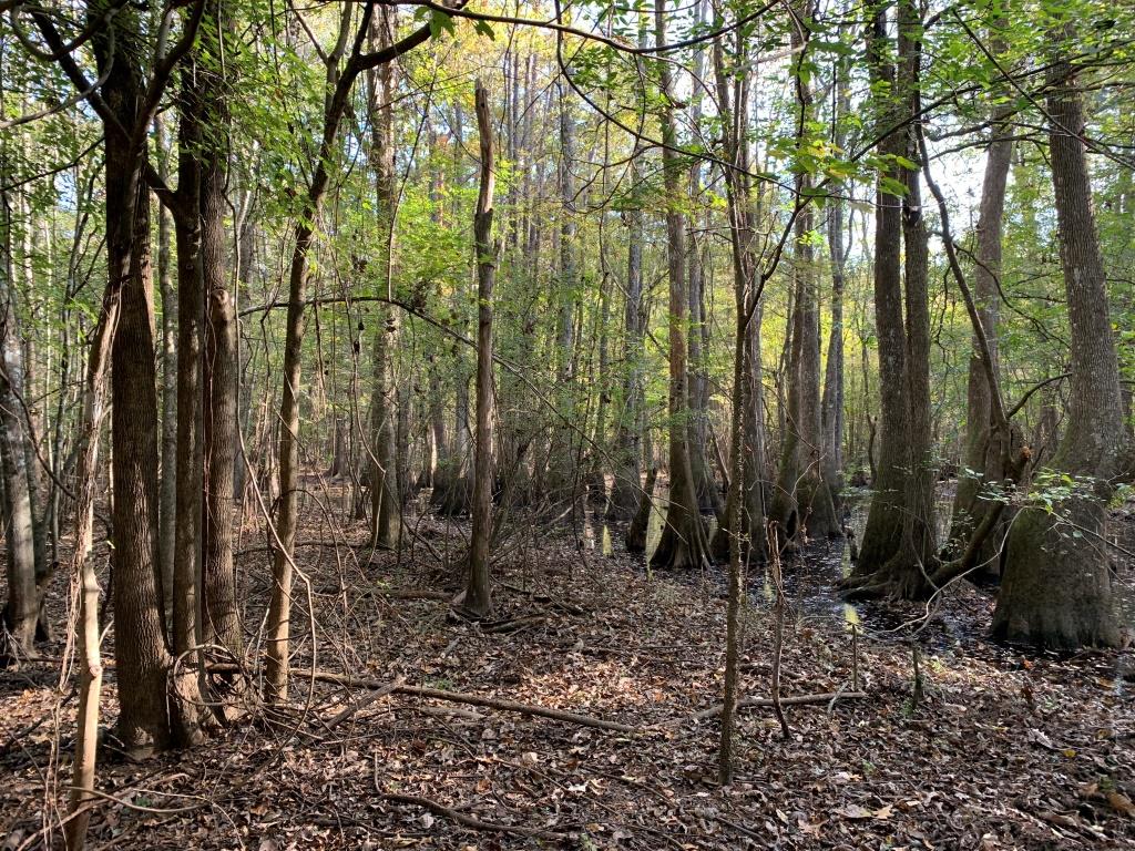 301 Ogeechee River Tract Photo