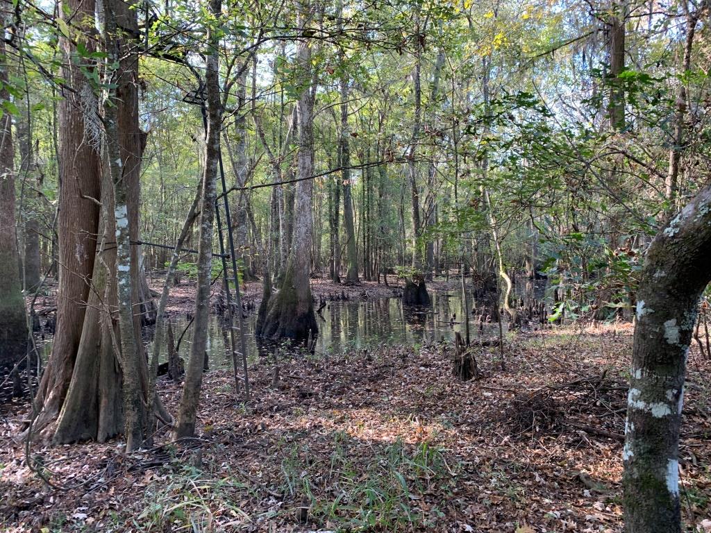 301 Ogeechee River Tract Photo