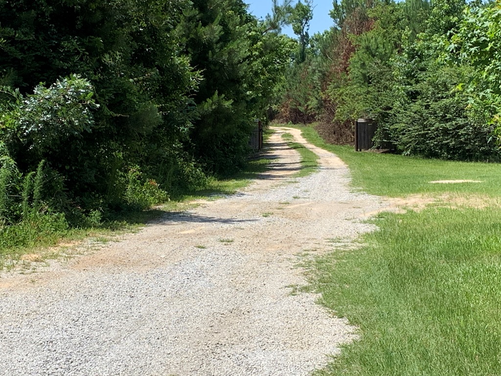 Roberts Bridge Pines Photo