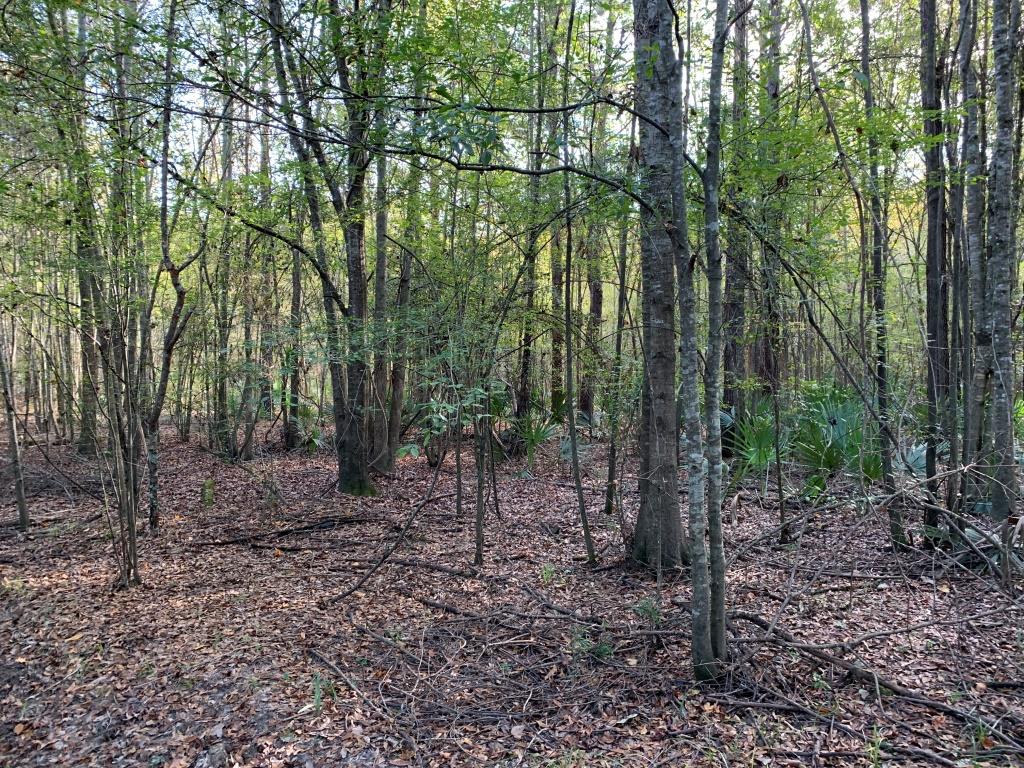 301 Ogeechee River Tract Photo