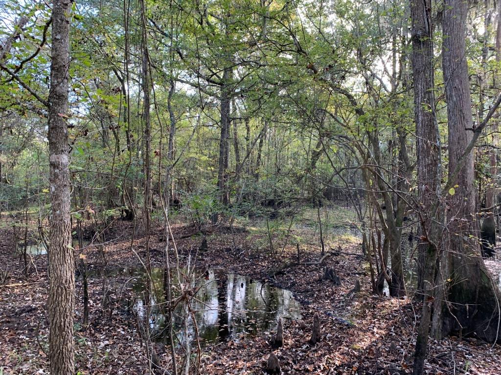 301 Ogeechee River Tract Photo