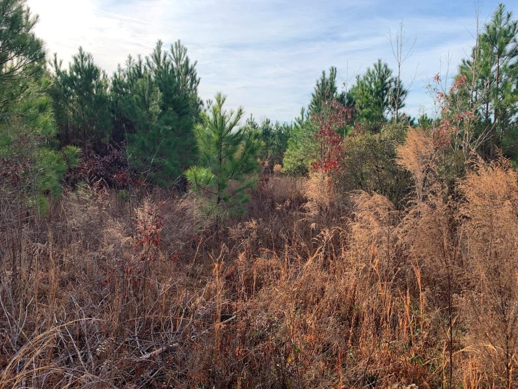 Indian Trail Homesite Photo