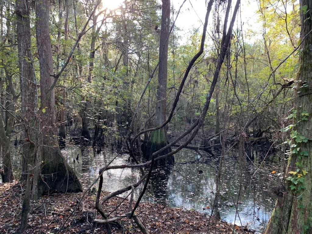 301 Ogeechee River Tract Photo