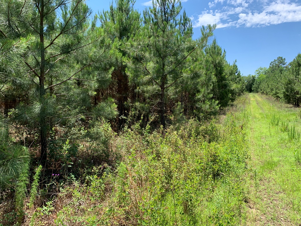 Roberts Bridge Pines Photo