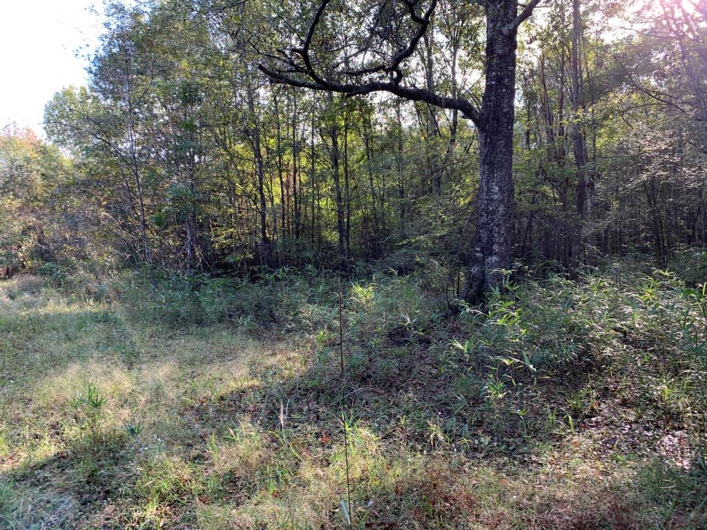 301 Ogeechee River Tract Photo