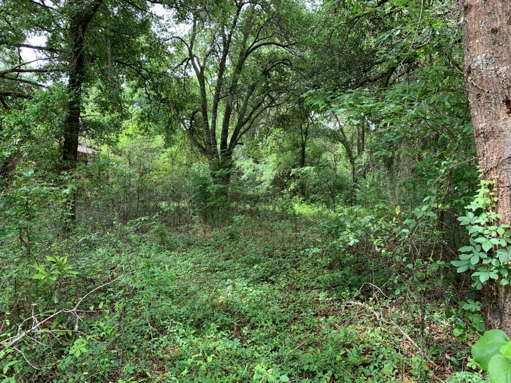 Hwy 301 Homesite Photo