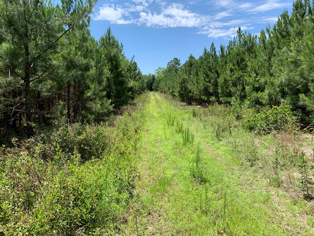 Roberts Bridge Pines Photo