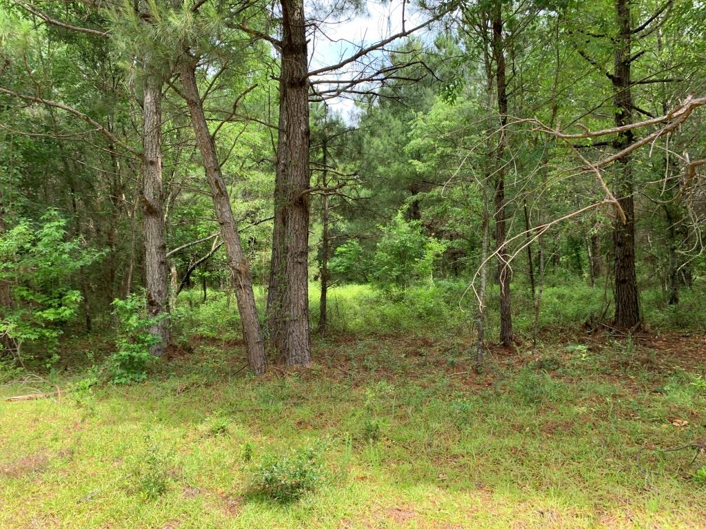 Hwy 301 Homesite Photo