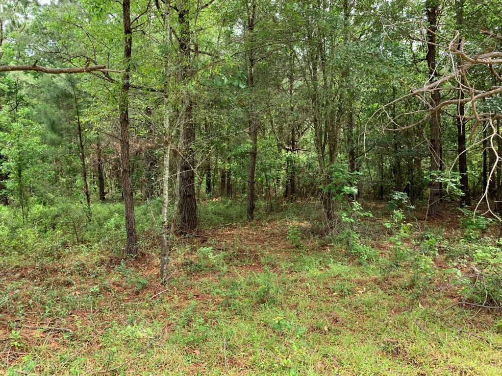 Hwy 301 Homesite Photo