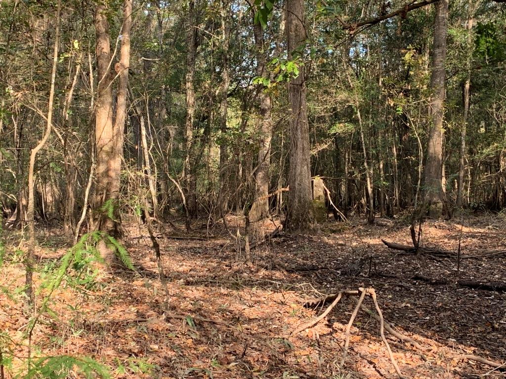 301 Ogeechee River Tract Photo