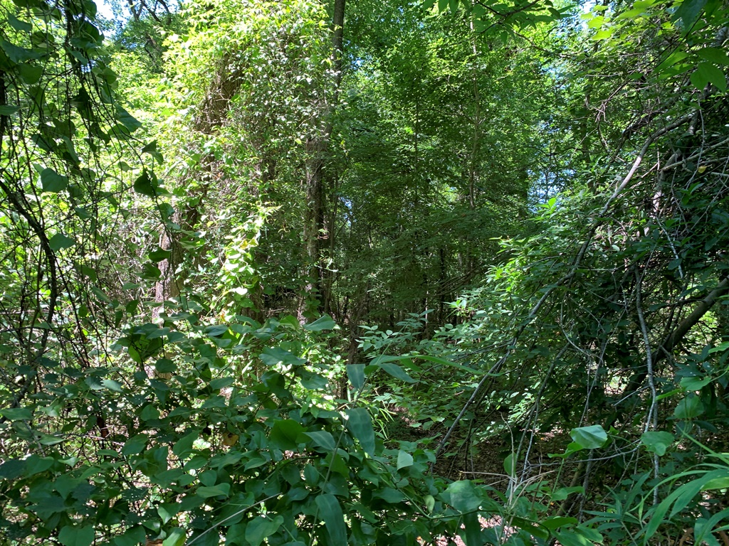 Roberts Bridge Pines Photo