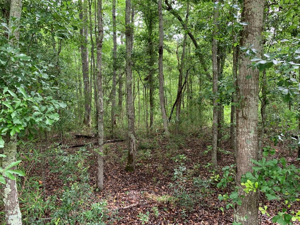 Hwy 301 Homesite Photo