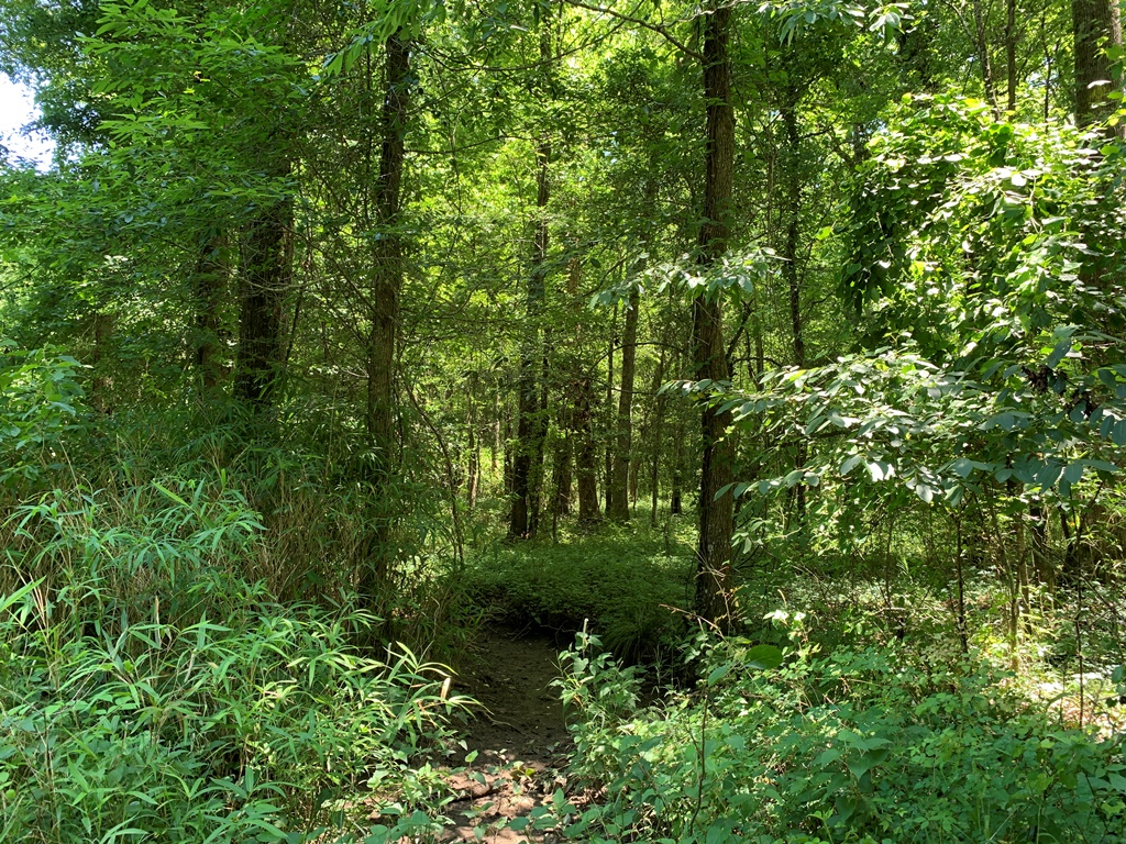 Roberts Bridge Pines Photo