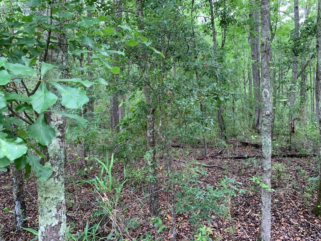 Hwy 301 Homesite Photo