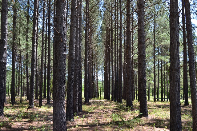 Hammock Road Farm Photo