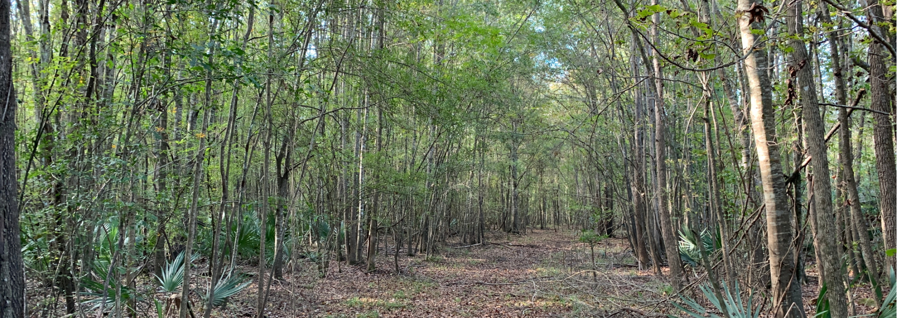 301 Ogeechee River Tract Main Photo