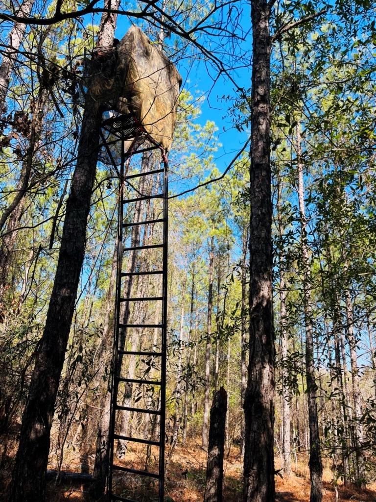 Lumpkin Pines Photo