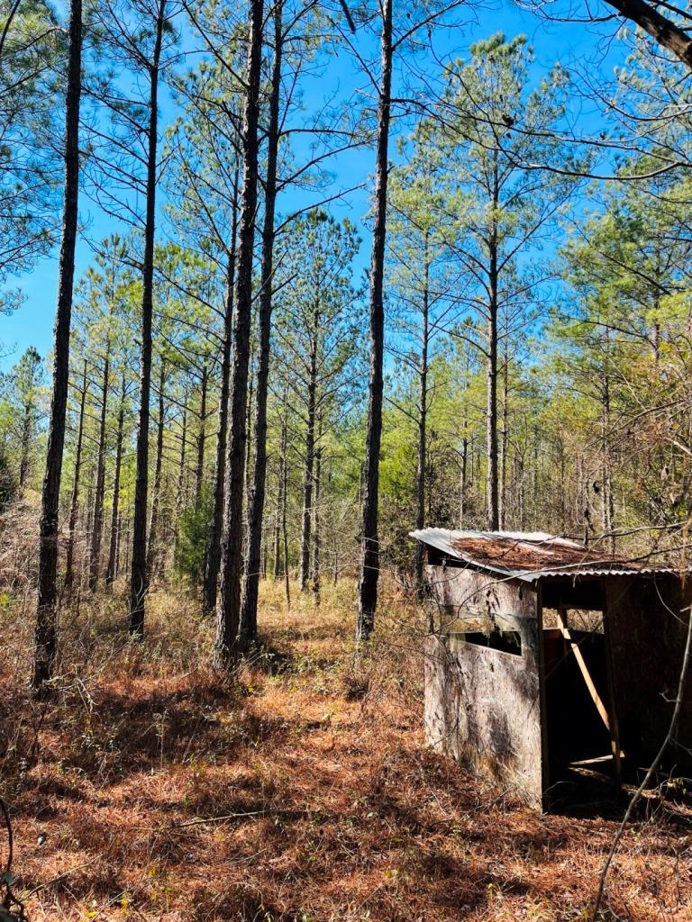 Lumpkin Pines Photo