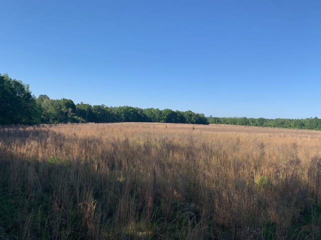 Rocky Knob Tract Photo