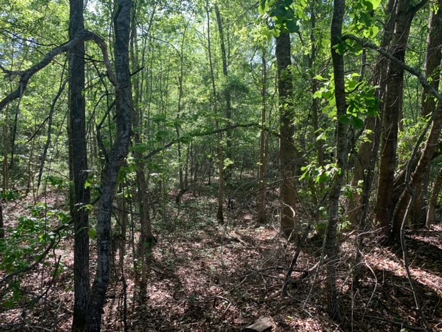 Rocky Knob Tract Photo