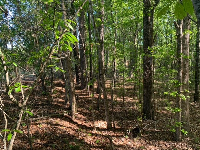 Rocky Knob Tract Photo