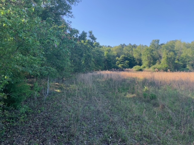 Rocky Knob Tract Photo