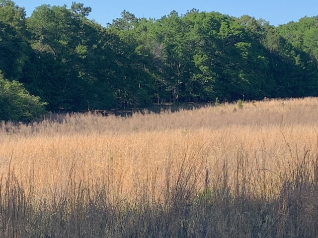 Rocky Knob Tract Photo