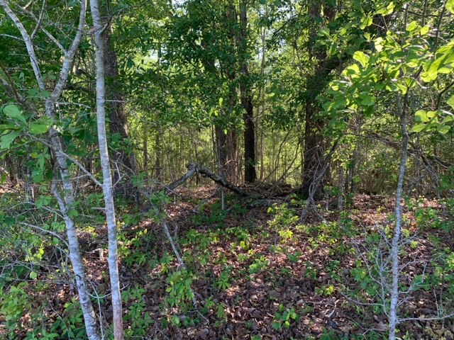 Rocky Knob Tract Photo