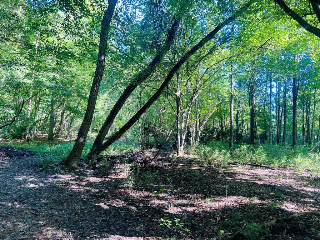 Little Patsiliga Creek Photo