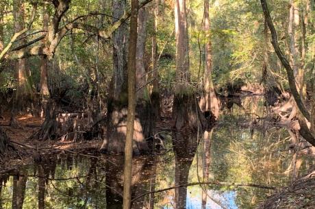 301 Ogeechee River Tract