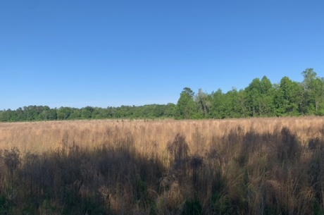 Rocky Knob Tract