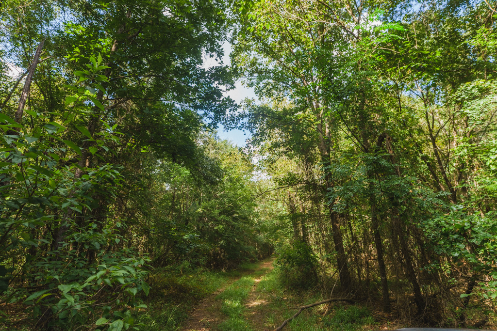 Limestone Creek Photo