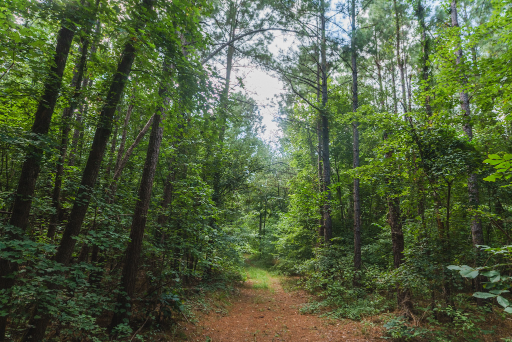 Limestone Creek Photo