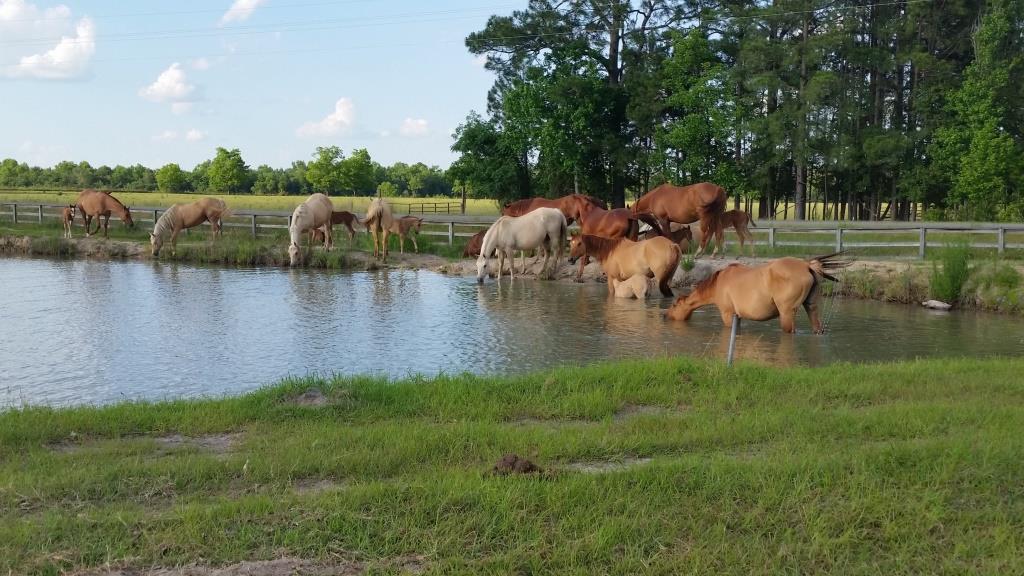 Lynntown Pasture Photo