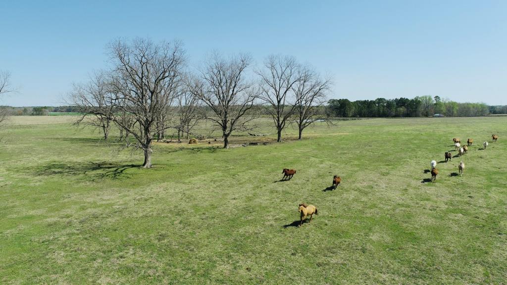 Lynntown Pasture Photo