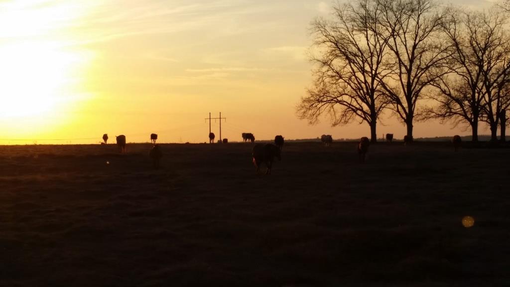 Lynntown Pasture Photo