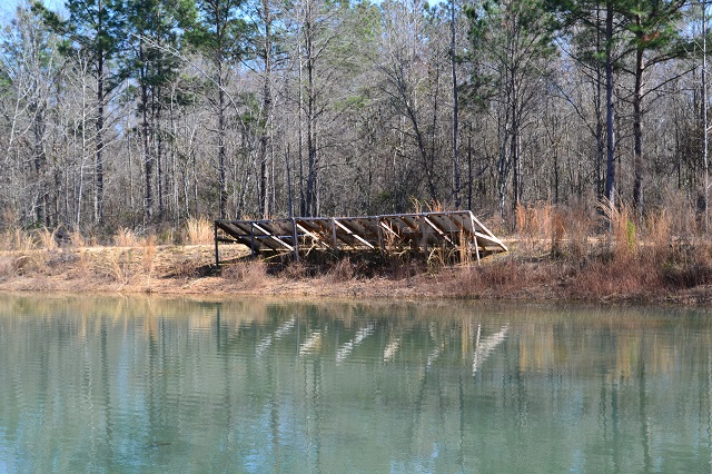 Live Oak Pond Photo