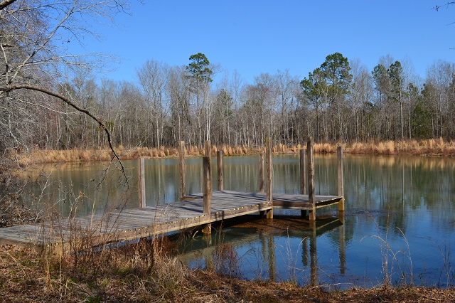 Live Oak Pond Photo