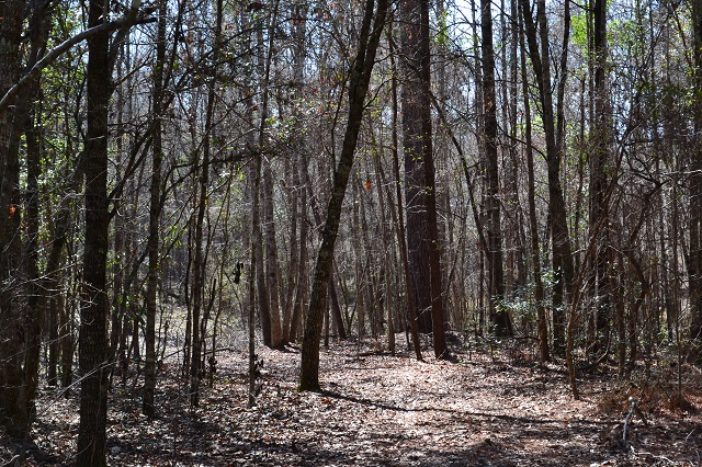 Live Oak Pond Photo