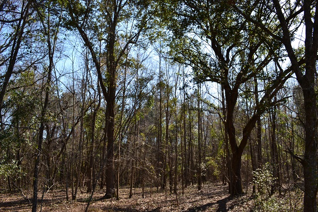 Live Oak Pond Photo