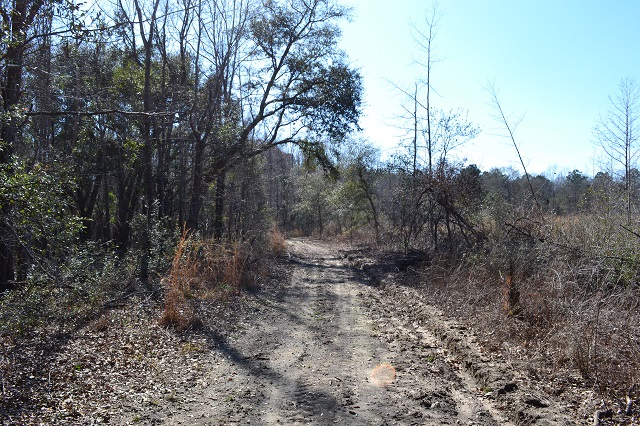 Live Oak Pond Photo