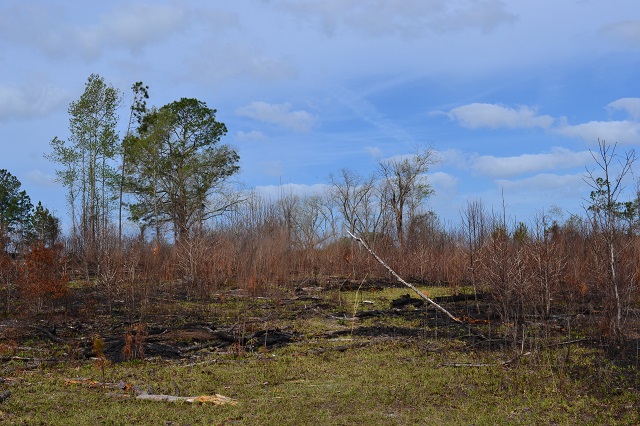 Rogers Pond Photo