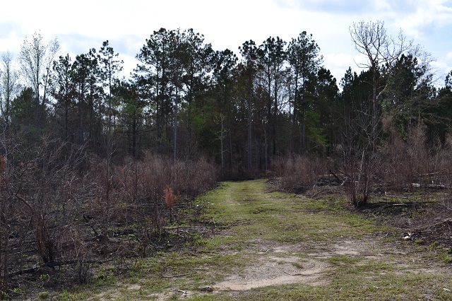 Rogers Pond Photo