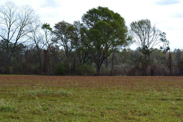 Rogers Pond Photo