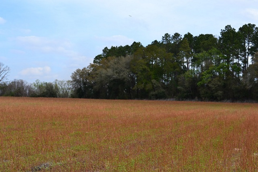 Rogers Pond Photo