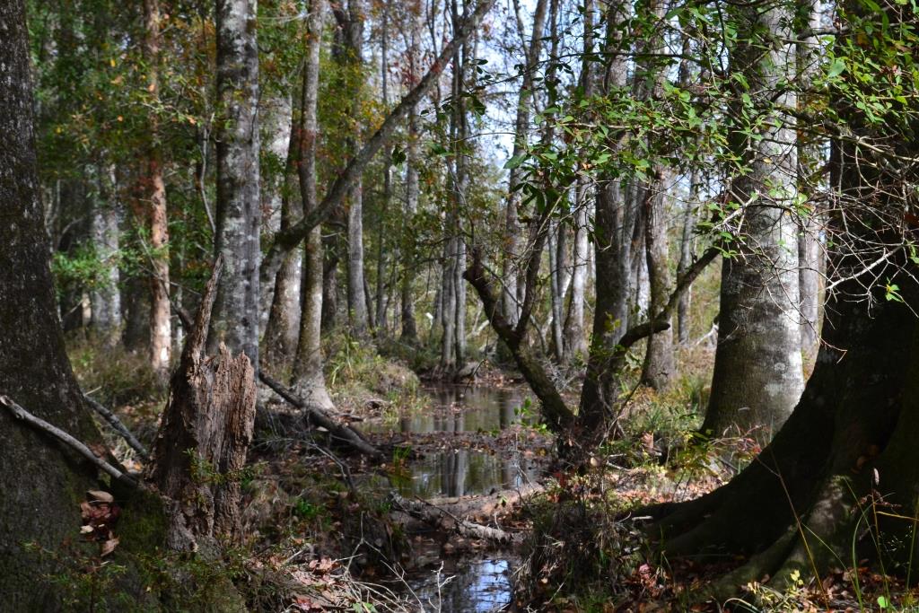 Ochwalkee Creek Photo