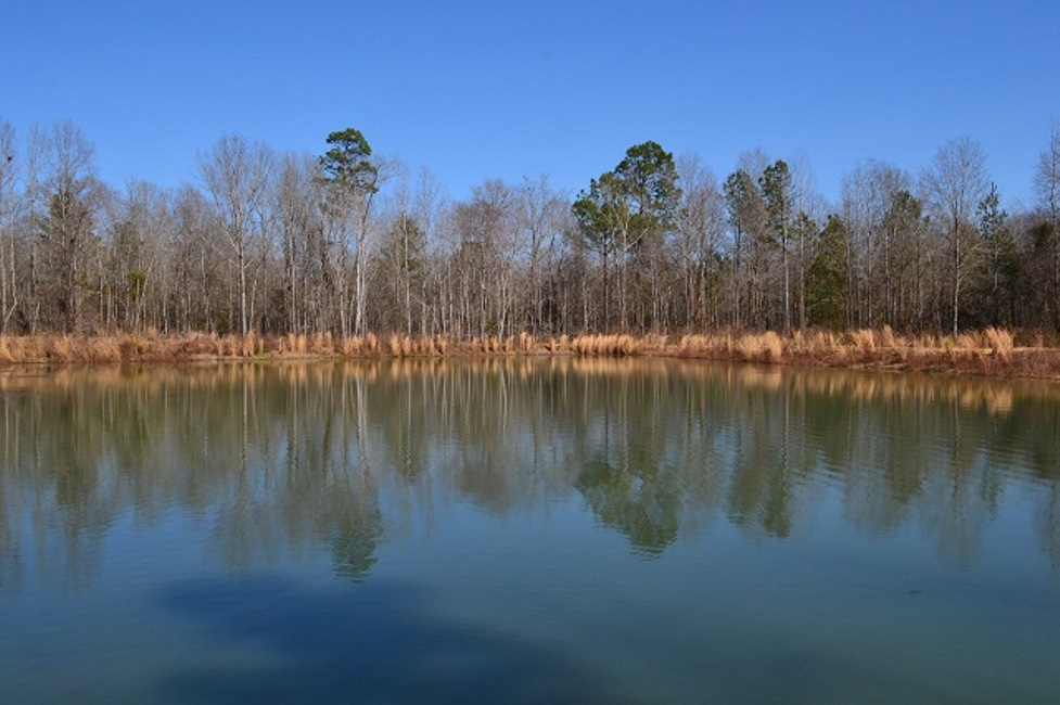 Live Oak Pond Main Photo