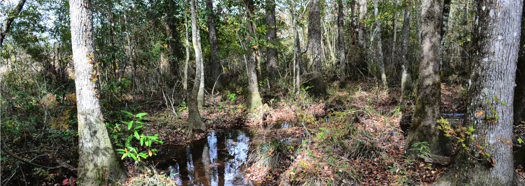 Ochwalkee Creek Main Photo