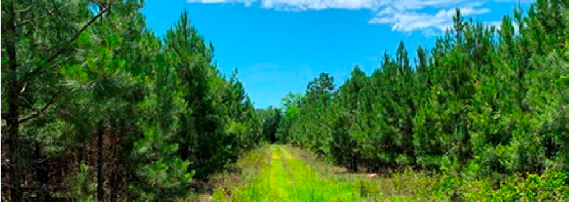 Roberts Bridge Pines Main Photo